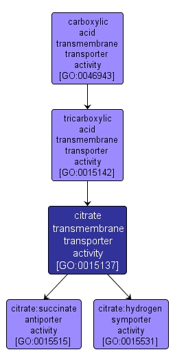 GO:0015137 - citrate transmembrane transporter activity (interactive image map)