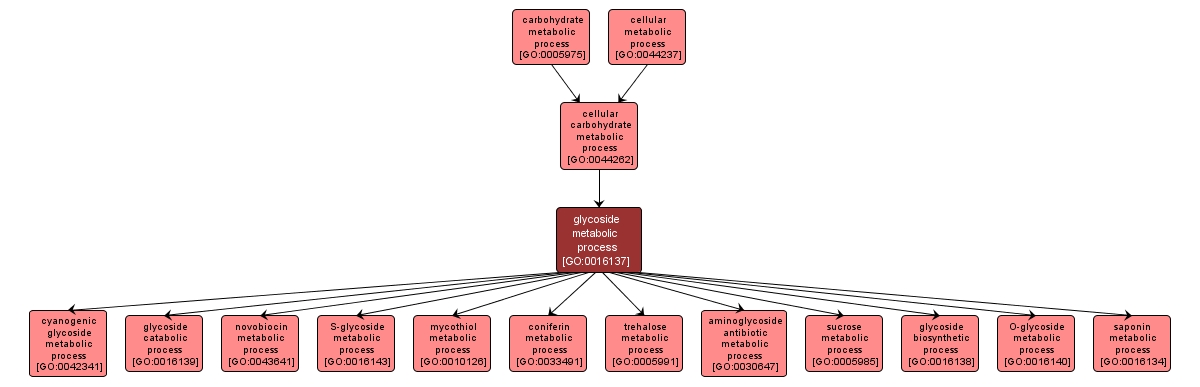 GO:0016137 - glycoside metabolic process (interactive image map)