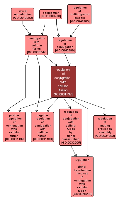 GO:0031137 - regulation of conjugation with cellular fusion (interactive image map)