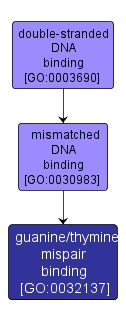 GO:0032137 - guanine/thymine mispair binding (interactive image map)