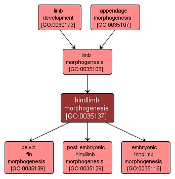 GO:0035137 - hindlimb morphogenesis (interactive image map)