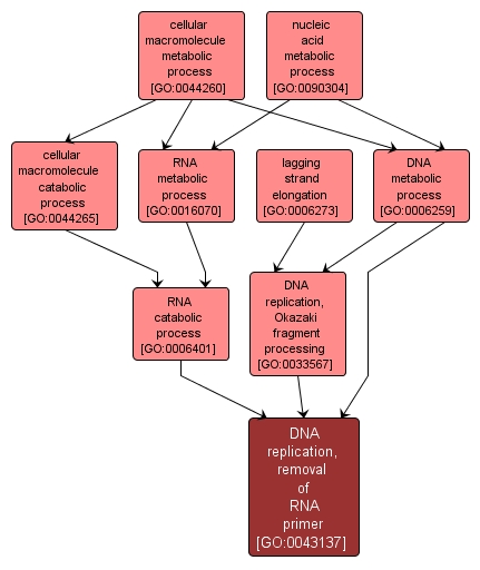 GO:0043137 - DNA replication, removal of RNA primer (interactive image map)