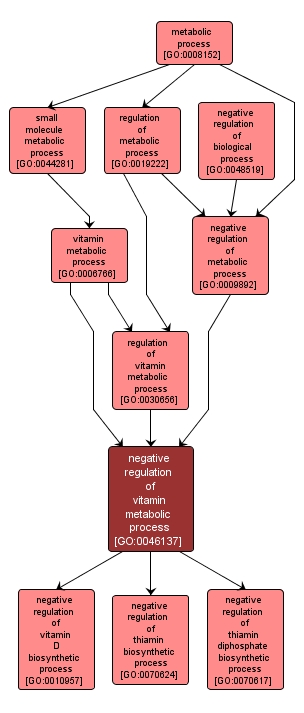 GO:0046137 - negative regulation of vitamin metabolic process (interactive image map)