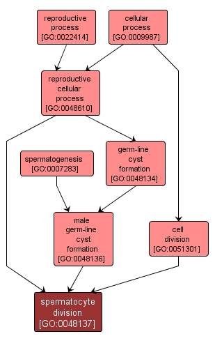 GO:0048137 - spermatocyte division (interactive image map)