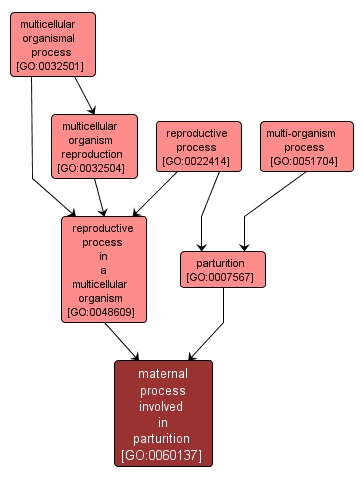 GO:0060137 - maternal process involved in parturition (interactive image map)