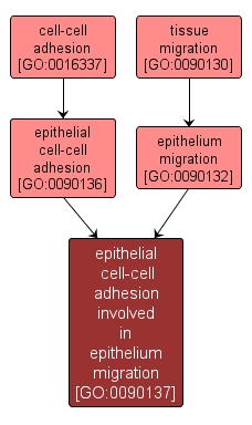 GO:0090137 - epithelial cell-cell adhesion involved in epithelium migration (interactive image map)