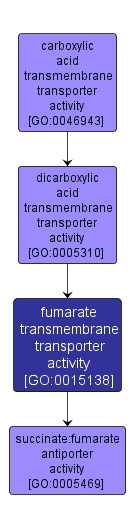 GO:0015138 - fumarate transmembrane transporter activity (interactive image map)