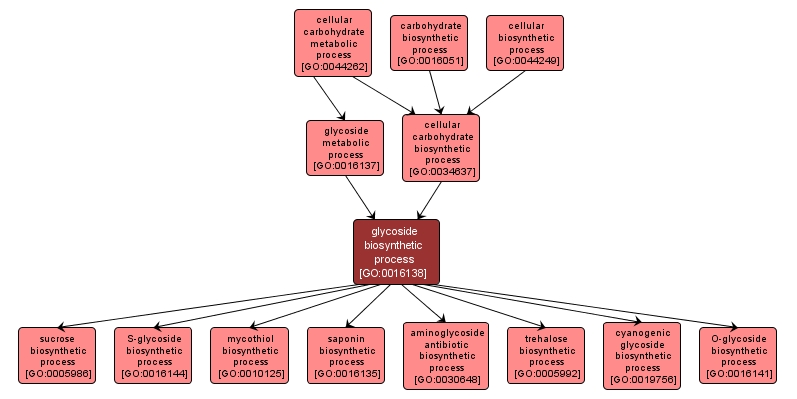 GO:0016138 - glycoside biosynthetic process (interactive image map)