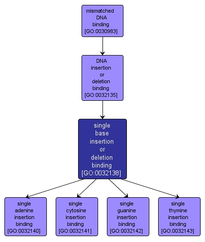 GO:0032138 - single base insertion or deletion binding (interactive image map)