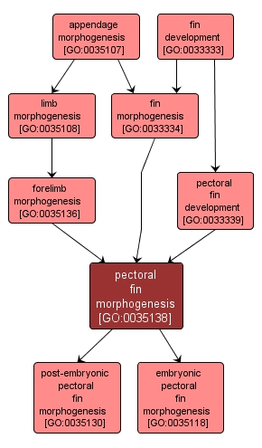 GO:0035138 - pectoral fin morphogenesis (interactive image map)