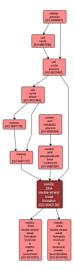 GO:0042138 - meiotic DNA double-strand break formation (interactive image map)