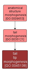 GO:0045138 - tail tip morphogenesis (interactive image map)
