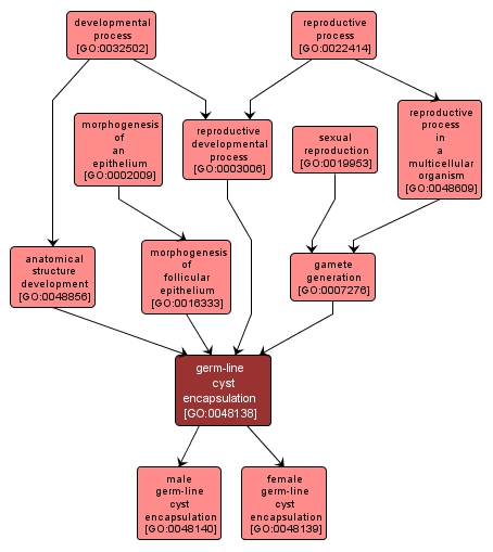 GO:0048138 - germ-line cyst encapsulation (interactive image map)