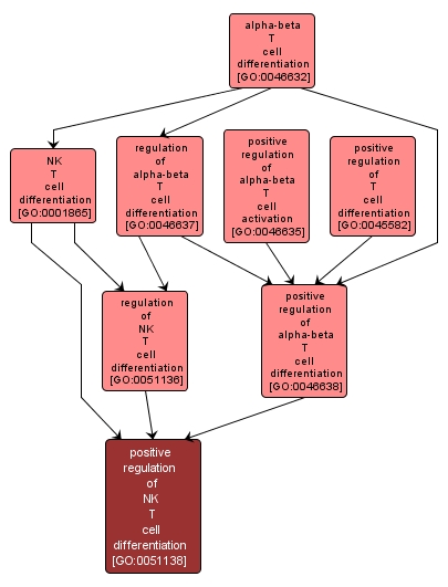 GO:0051138 - positive regulation of NK T cell differentiation (interactive image map)