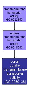 GO:0080138 - boron uptake transmembrane transporter activity (interactive image map)