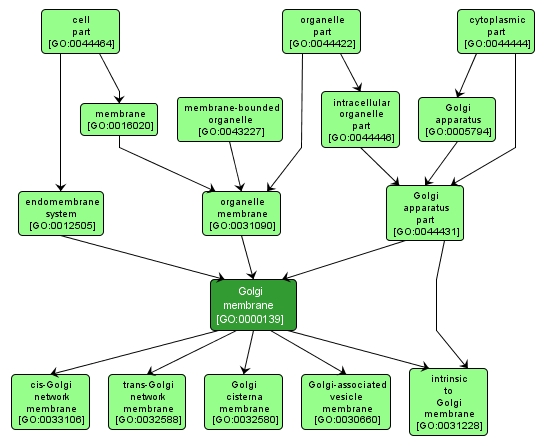 GO:0000139 - Golgi membrane (interactive image map)