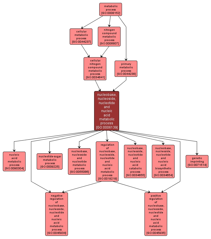 GO:0006139 - nucleobase, nucleoside, nucleotide and nucleic acid metabolic process (interactive image map)