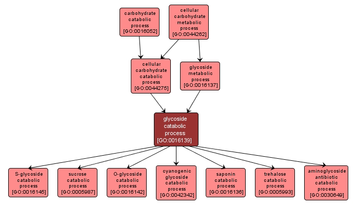 GO:0016139 - glycoside catabolic process (interactive image map)