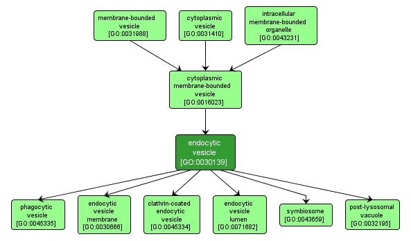 GO:0030139 - endocytic vesicle (interactive image map)