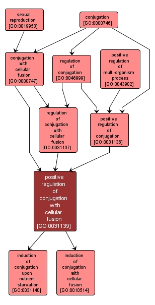 GO:0031139 - positive regulation of conjugation with cellular fusion (interactive image map)