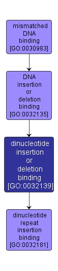 GO:0032139 - dinucleotide insertion or deletion binding (interactive image map)