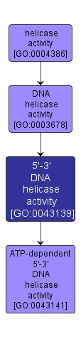 GO:0043139 - 5'-3' DNA helicase activity (interactive image map)