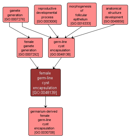 GO:0048139 - female germ-line cyst encapsulation (interactive image map)