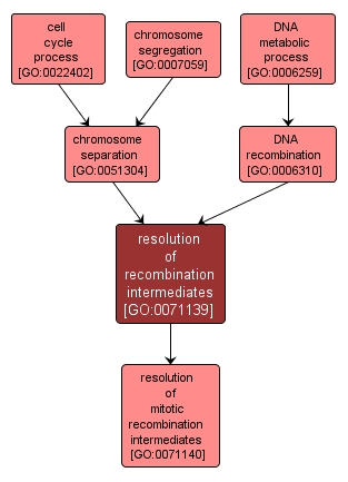 GO:0071139 - resolution of recombination intermediates (interactive image map)