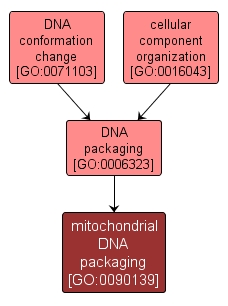 GO:0090139 - mitochondrial DNA packaging (interactive image map)