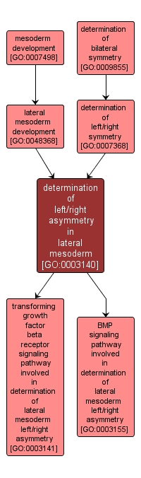 GO:0003140 - determination of left/right asymmetry in lateral mesoderm (interactive image map)