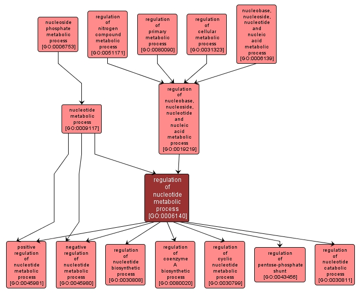 GO:0006140 - regulation of nucleotide metabolic process (interactive image map)