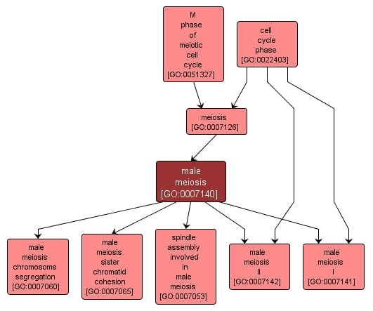 GO:0007140 - male meiosis (interactive image map)