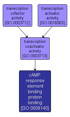 GO:0008140 - cAMP response element binding protein binding (interactive image map)