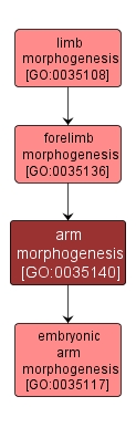 GO:0035140 - arm morphogenesis (interactive image map)