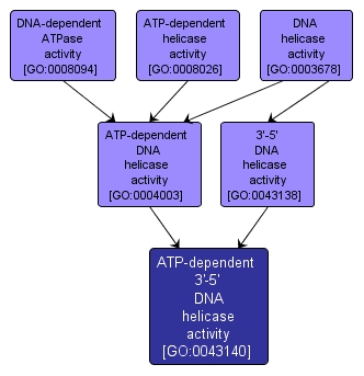 GO:0043140 - ATP-dependent 3'-5' DNA helicase activity (interactive image map)