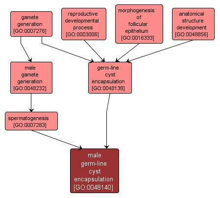 GO:0048140 - male germ-line cyst encapsulation (interactive image map)