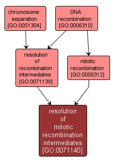 GO:0071140 - resolution of mitotic recombination intermediates (interactive image map)