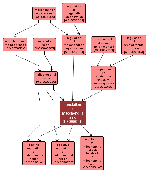 GO:0090140 - regulation of mitochondrial fission (interactive image map)