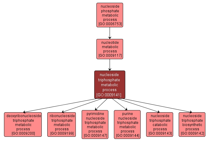 GO:0009141 - nucleoside triphosphate metabolic process (interactive image map)