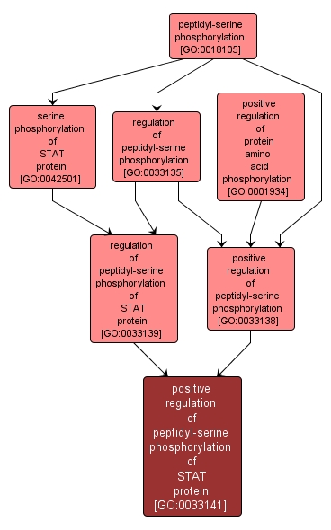 GO:0033141 - positive regulation of peptidyl-serine phosphorylation of STAT protein (interactive image map)