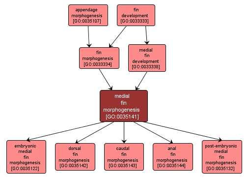 GO:0035141 - medial fin morphogenesis (interactive image map)