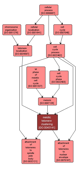 GO:0045141 - meiotic telomere clustering (interactive image map)