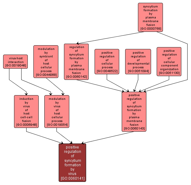 GO:0060141 - positive regulation of syncytium formation by virus (interactive image map)