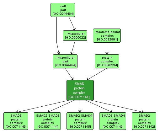 GO:0071141 - SMAD protein complex (interactive image map)