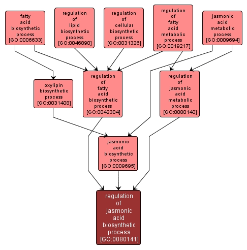 GO:0080141 - regulation of jasmonic acid biosynthetic process (interactive image map)