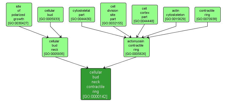 GO:0000142 - cellular bud neck contractile ring (interactive image map)