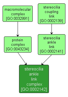 GO:0002142 - stereocilia ankle link complex (interactive image map)