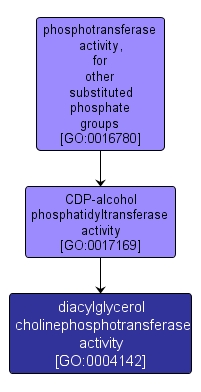 GO:0004142 - diacylglycerol cholinephosphotransferase activity (interactive image map)