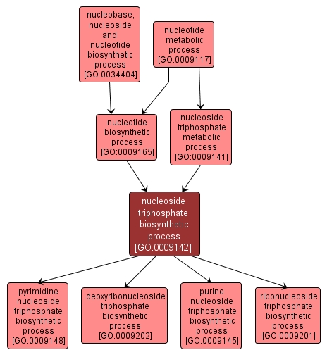 GO:0009142 - nucleoside triphosphate biosynthetic process (interactive image map)