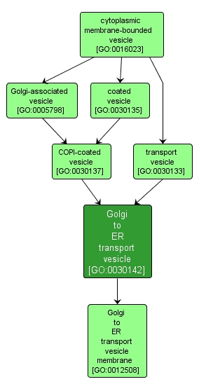GO:0030142 - Golgi to ER transport vesicle (interactive image map)